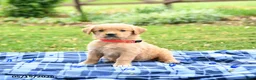 Golden Retriever dogs for sale: Cricket - Ad 1