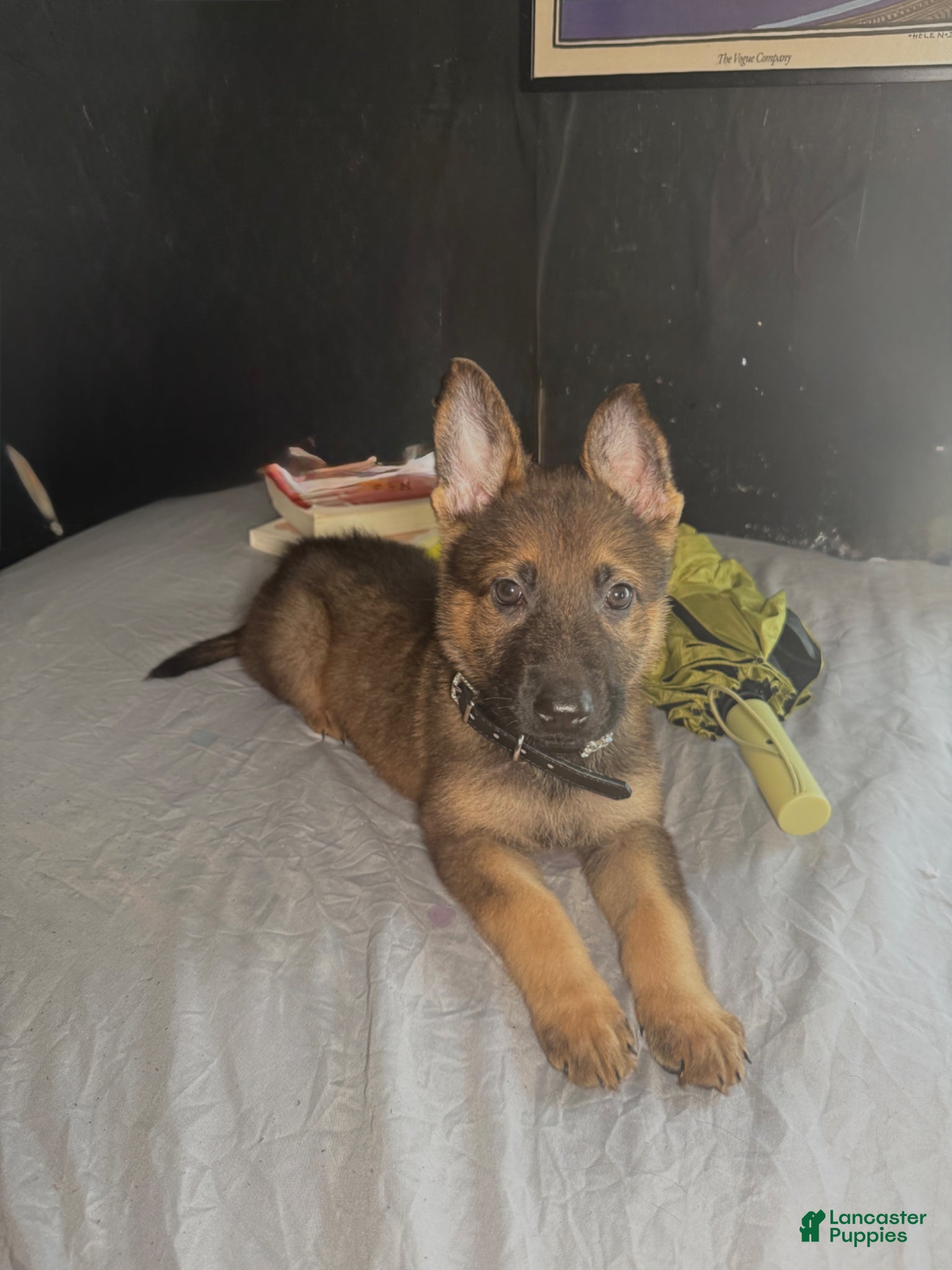 German Shepherd dogs German Shepherd Puppy 1 - Ad 39