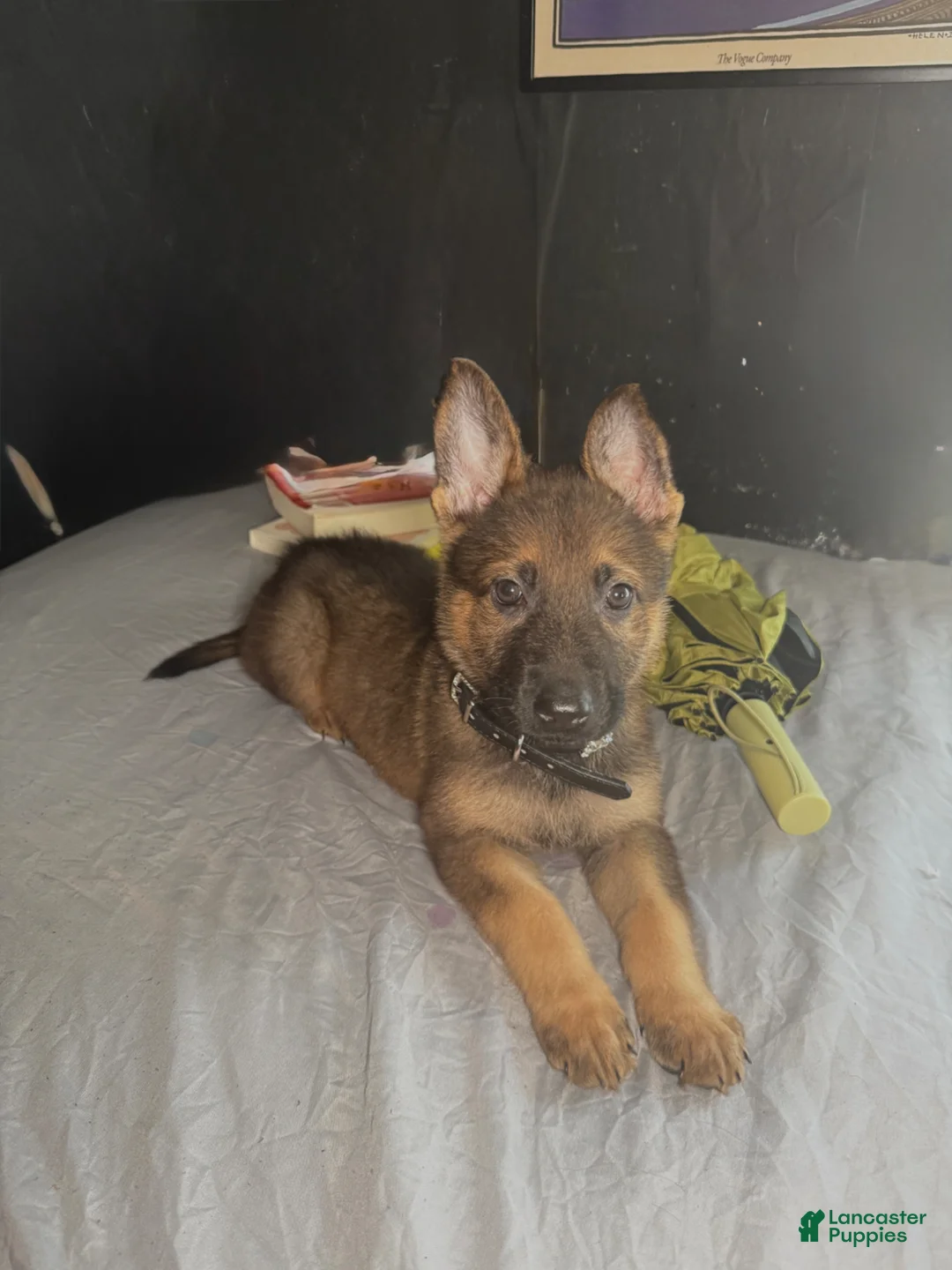 German Shepherd dogs for sale: German Shepherd Puppy 1 - Ad 1
