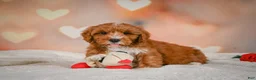 Cavapoo dogs for sale: Claire - Ad 7