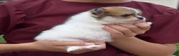 Pomeranian dogs for sale: Maggie - Ad 2