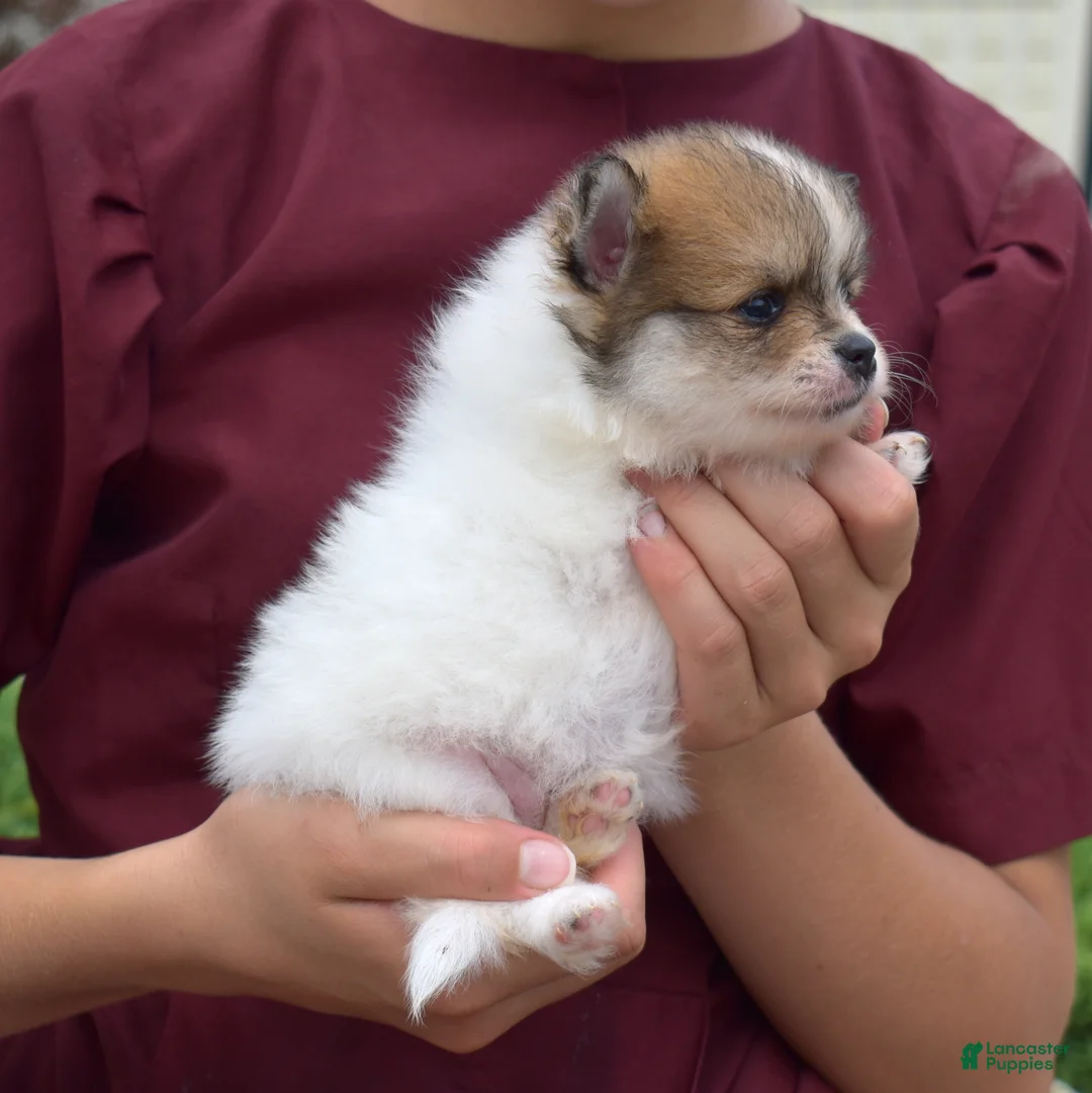 Pomeranian dogs for sale: Maggie - Ad 2