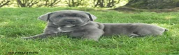 Cane Corso dogs for sale: Rubarb - Ad 3
