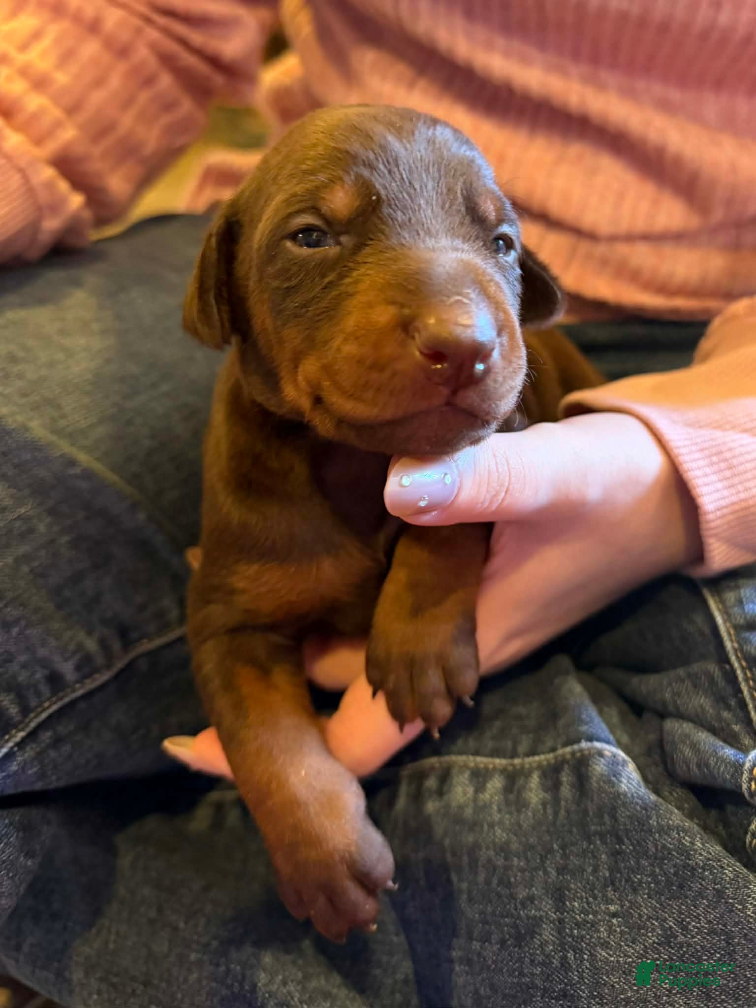 Doberman Pinscher dogs Ear crop included - Ad 7