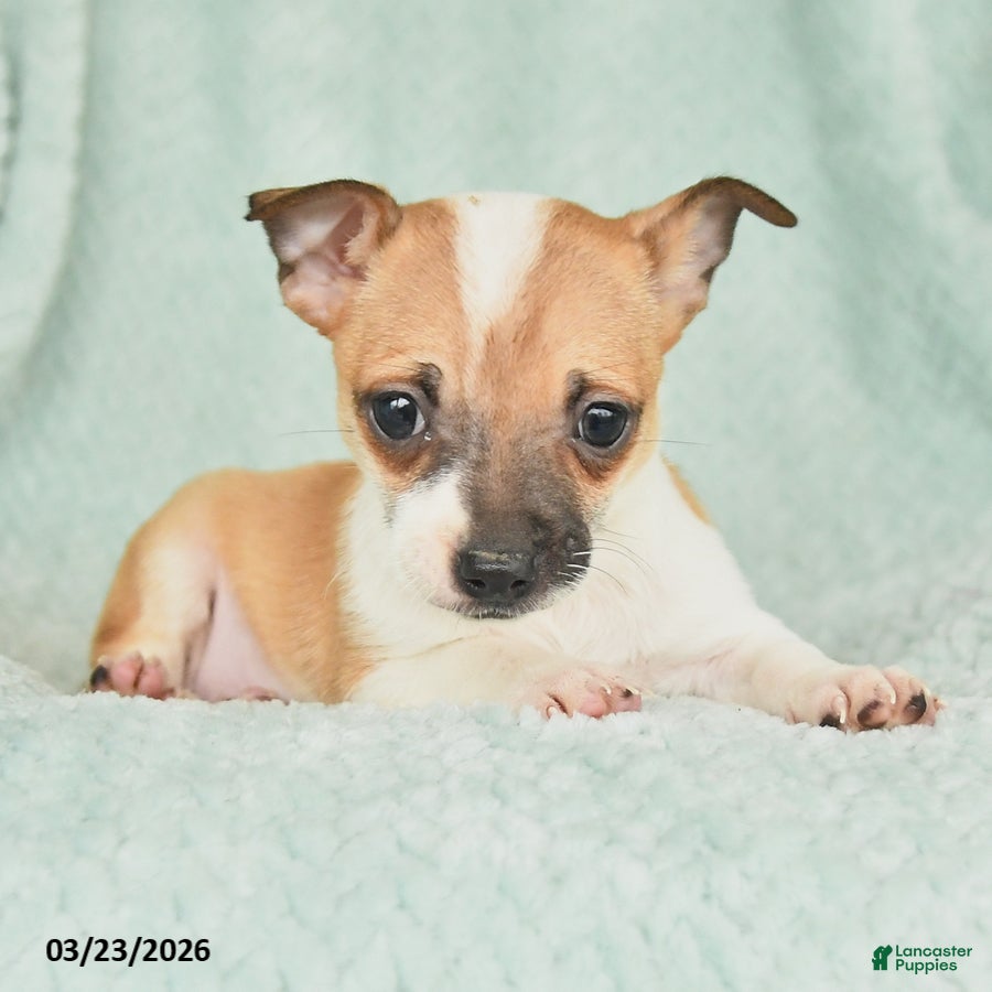 Chihuahua dogs Fin  - Ad 2