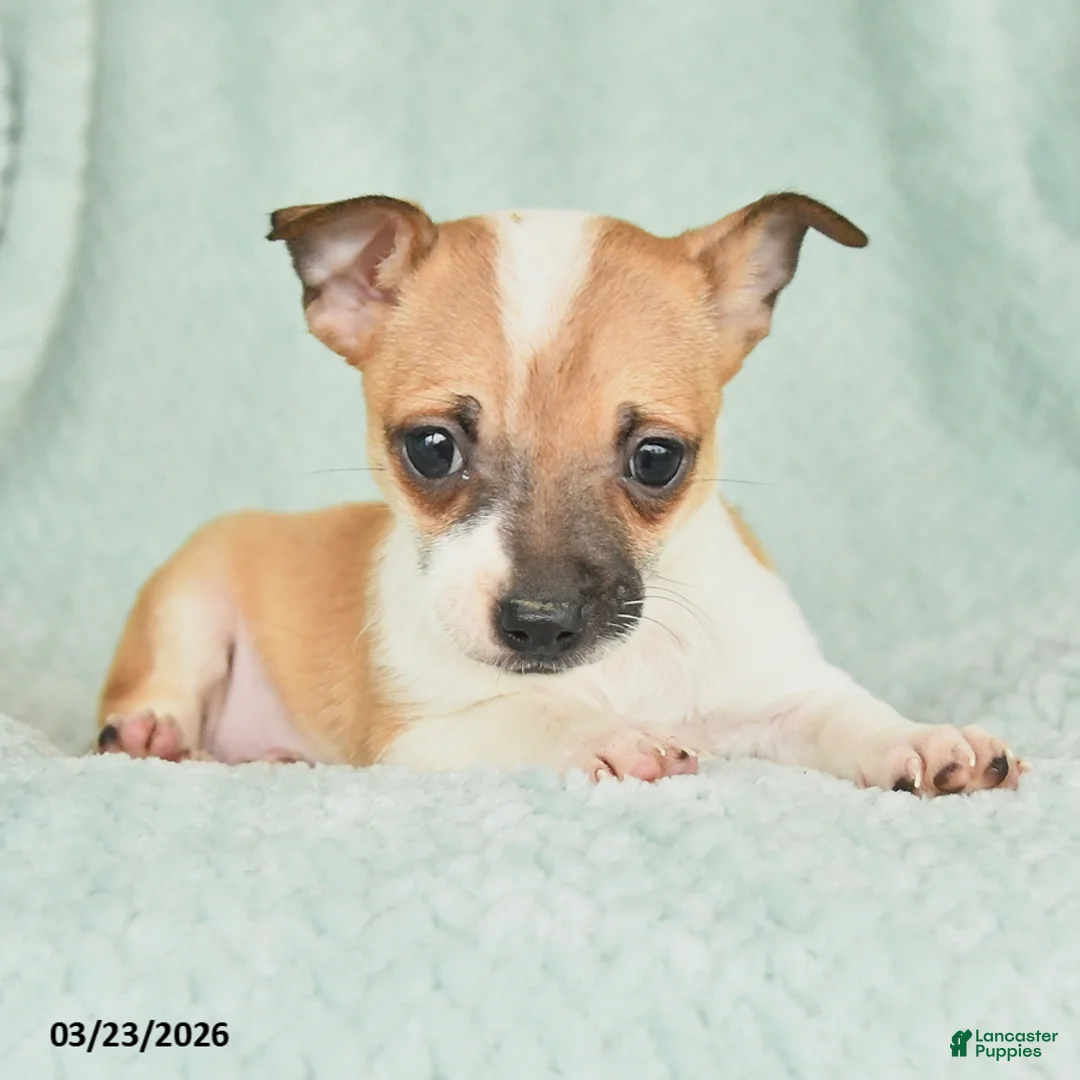 Chihuahua dogs for sale: Fin  - Ad 2