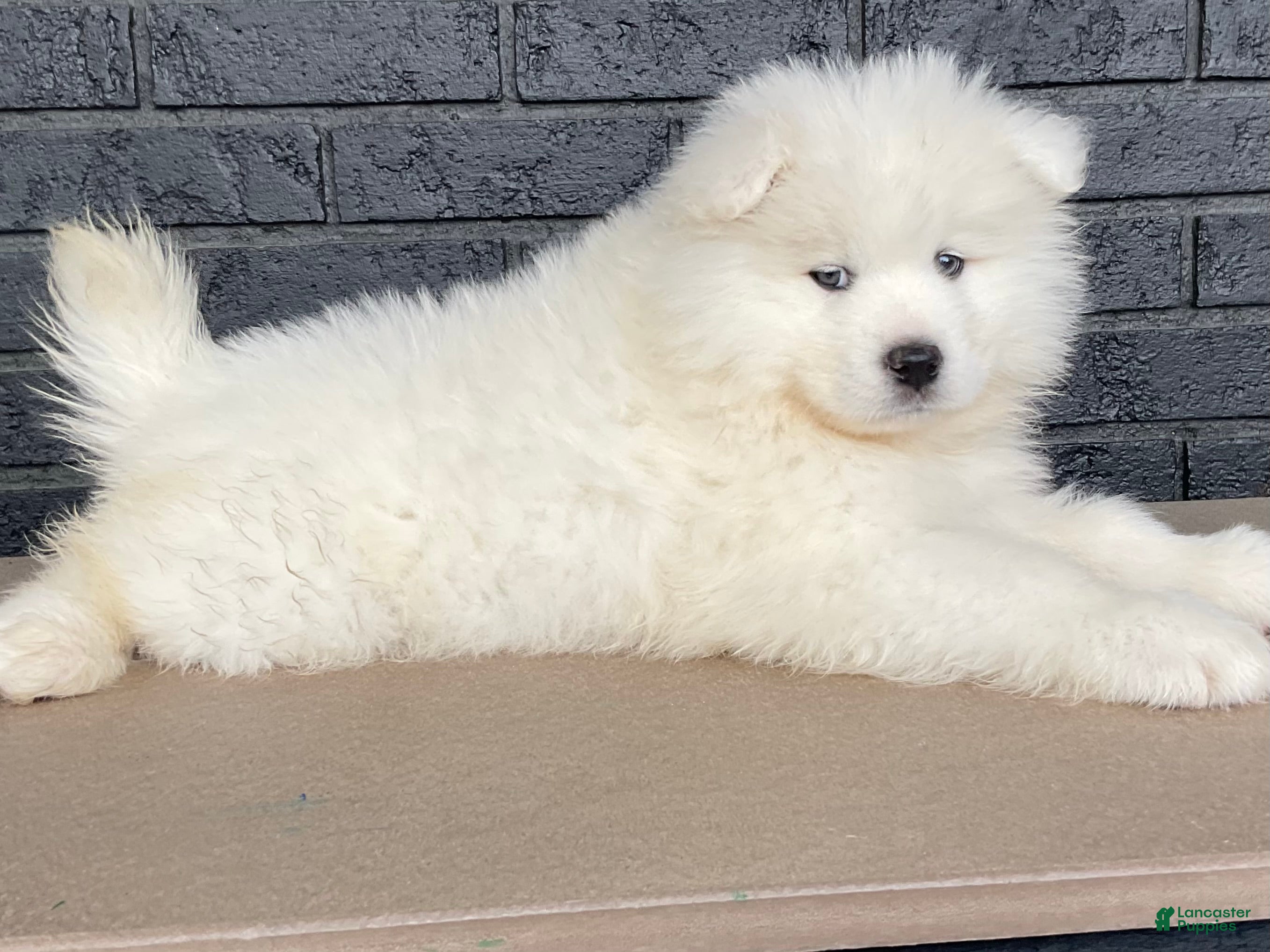 Samoyed dogs Candy - Ad 2