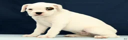 Boxer dogs for sale: Tessie - Ad 5