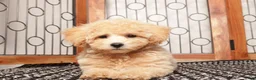 Maltipoo dogs for sale: Sadie - precious Maltipoo - Ad 3