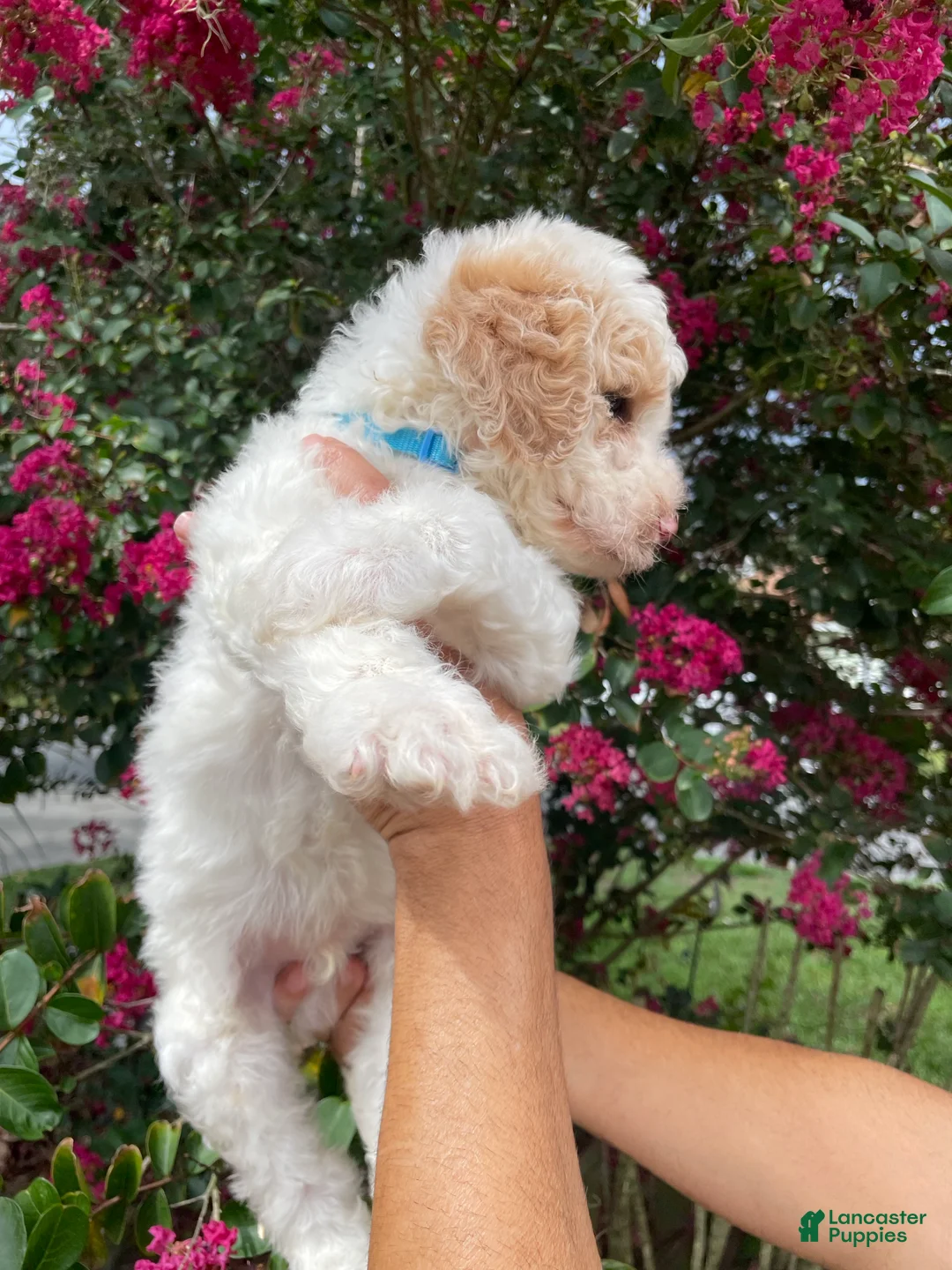 Goldendoodle dogs for sale: Charlie - Ad 7