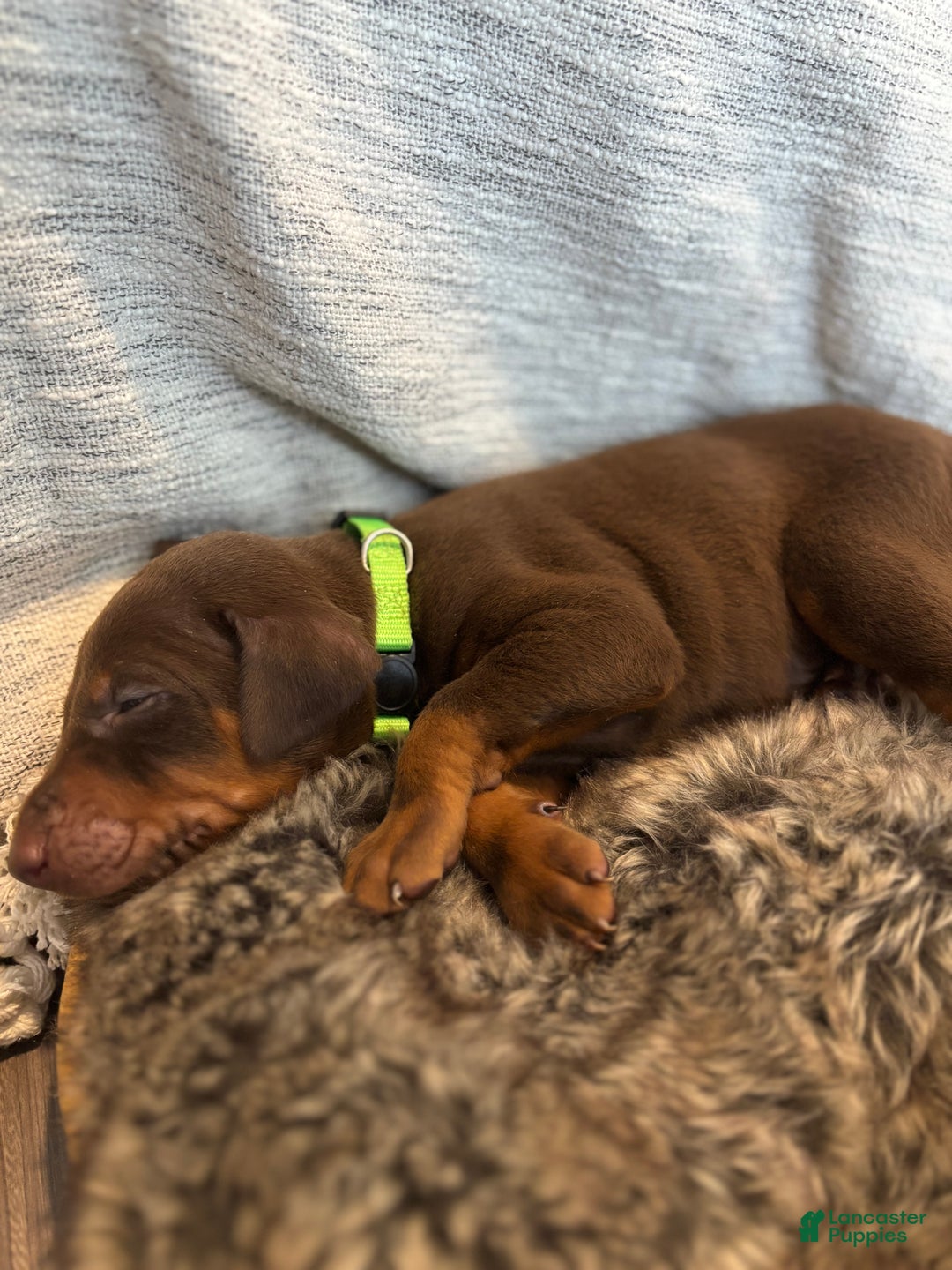 Doberman Pinscher dogs for sale: Sable - Ad 3