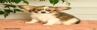 Palmer