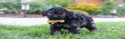 Bernedoodle dogs for sale: Sammy - Ad 7