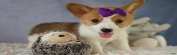 Welsh Corgi Pembroke dogs for sale: Zoey 🌸 - Ad 8