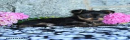 Yorkshire Terrier dogs for sale: Fritz - Ad 3
