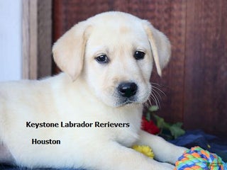 Labrador Retriever dogs - Ad 31