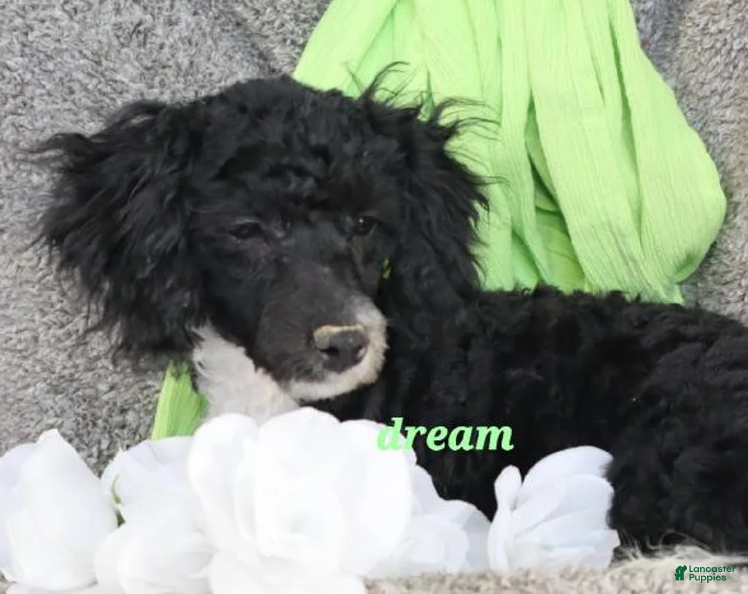 Bichpoo dogs for sale: Kameo - Ad 2