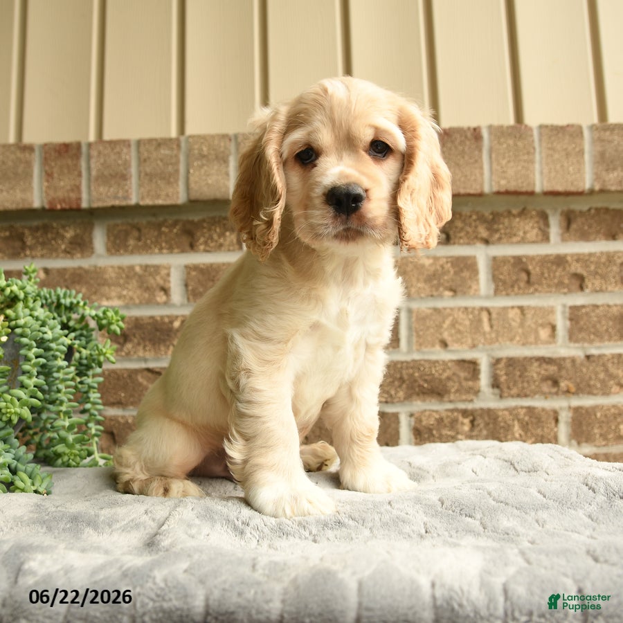 English Cocker Spaniel dogs Maxwell - Ad 1