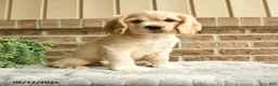 English Cocker Spaniel dogs for sale: Maxwell - Ad 1