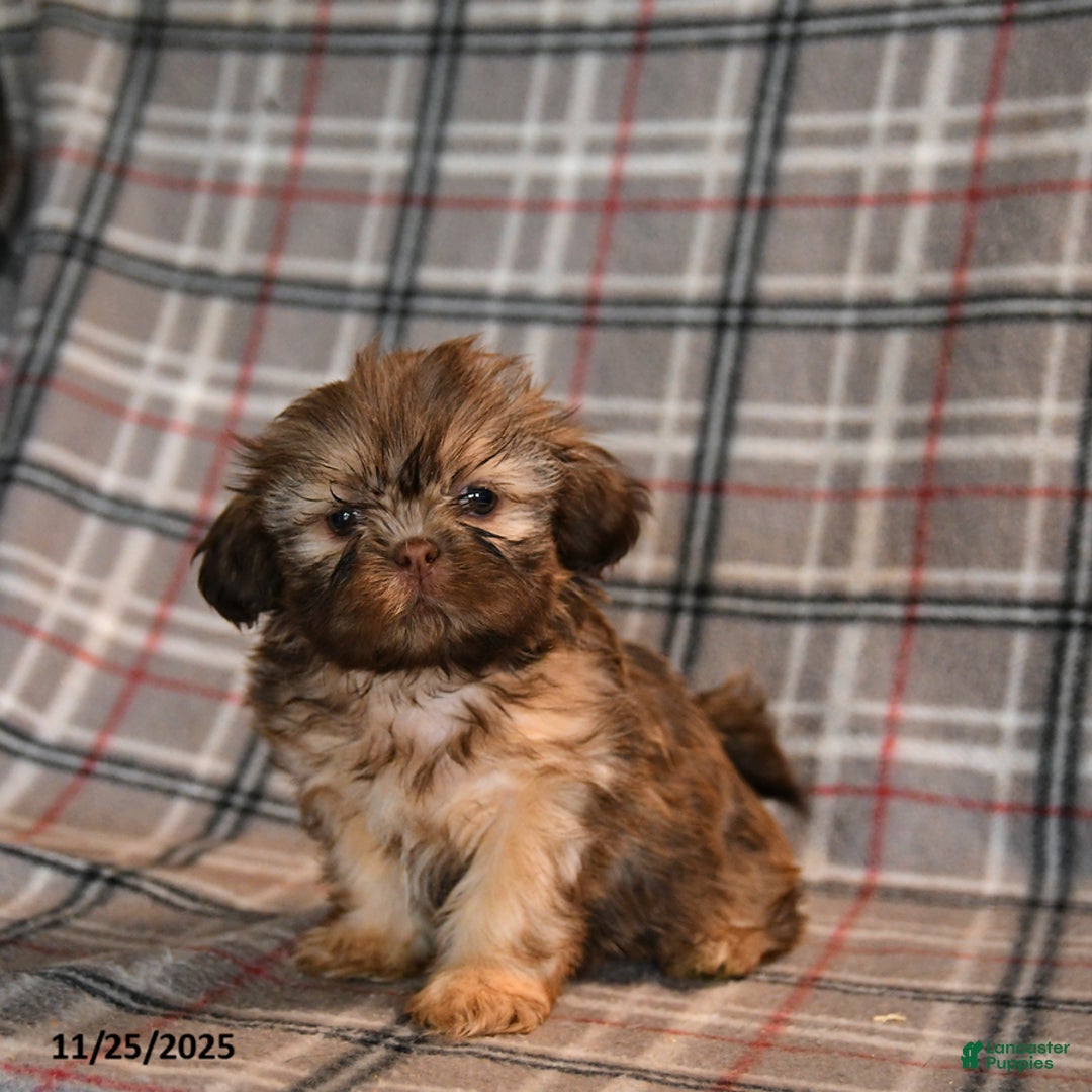 Shih Tzu dogs for sale: Cody - Ad 5