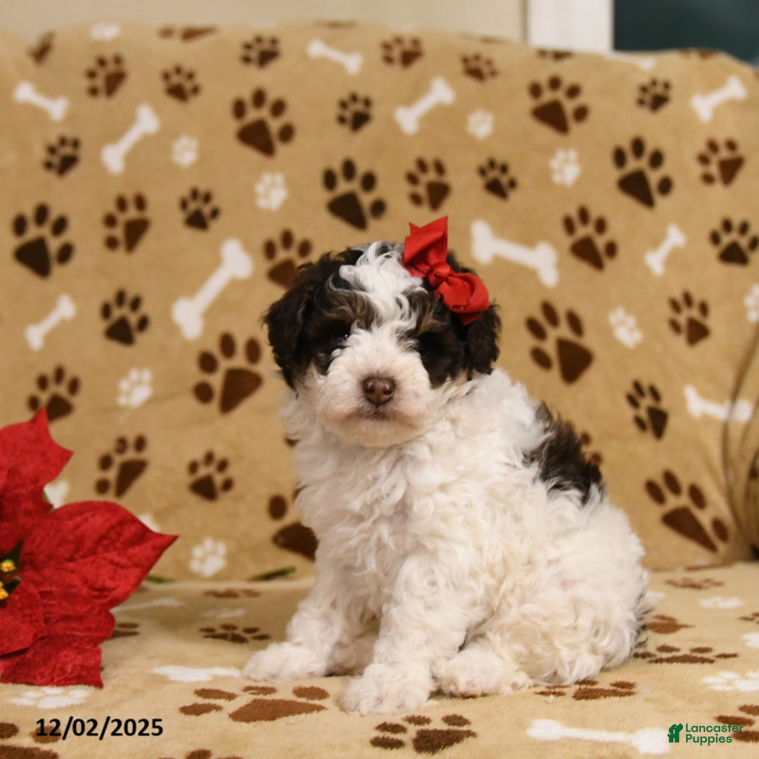 Toy Poodle dogs for sale: Buttons - Ad 4