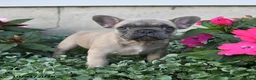 French Bulldog dogs for sale: Foster - Ad 3