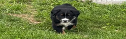 Miniature Australian Shepherd dogs for sale: Miniature Australian Shepherd Puppy 10 - Ad 1