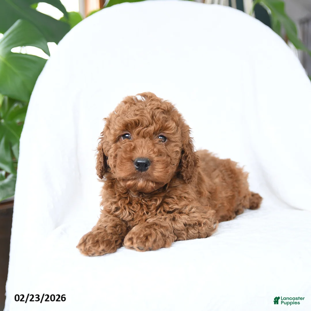 Mini Goldendoodle dogs for sale: Tag - Ad 4