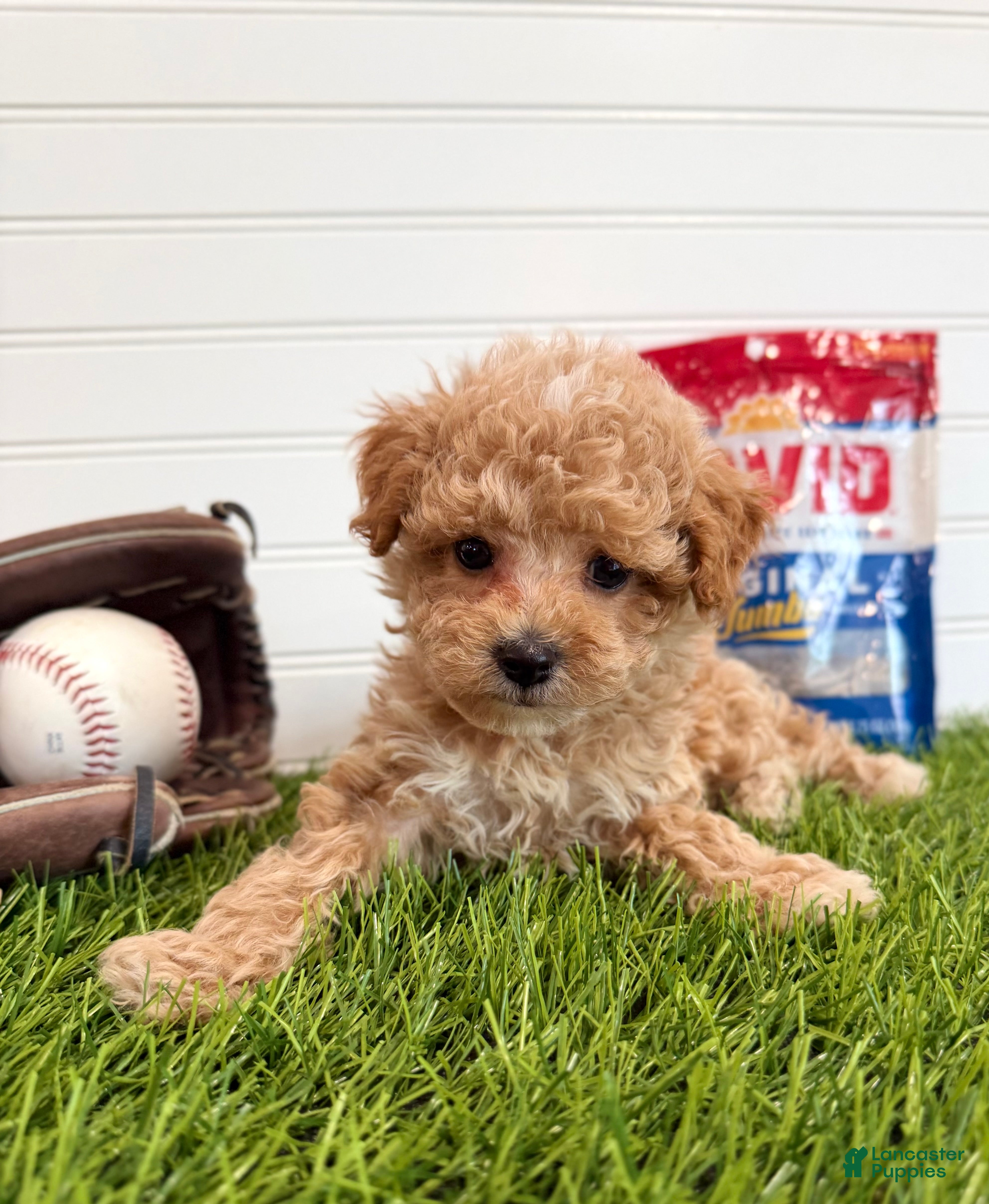 Cavapoo dogs Slugger - Ad 1
