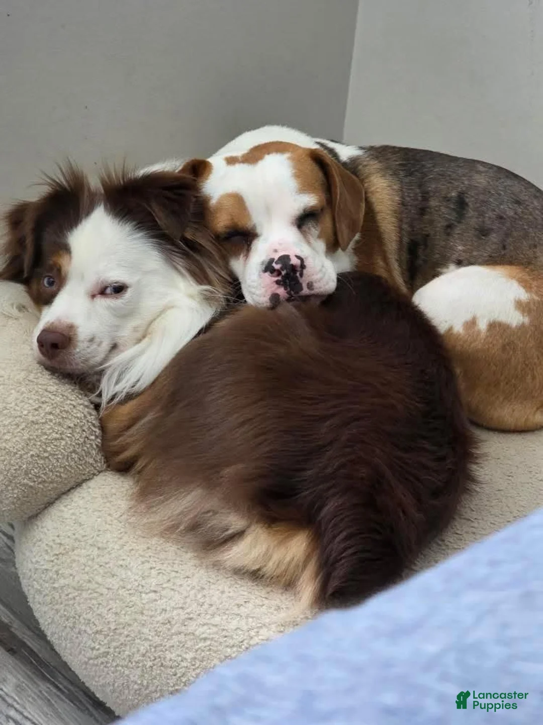 Mixed Breed dogs for sale: Oreo - Ad 5