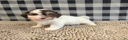 Havanese dogs for sale: Hank - Ad 8
