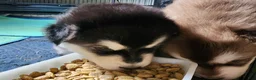 Alaskan Malamute dogs for sale: Meet Hex, she is a red white akc Alaskan malamute female. Lovable and fun to play with.  - Ad 7
