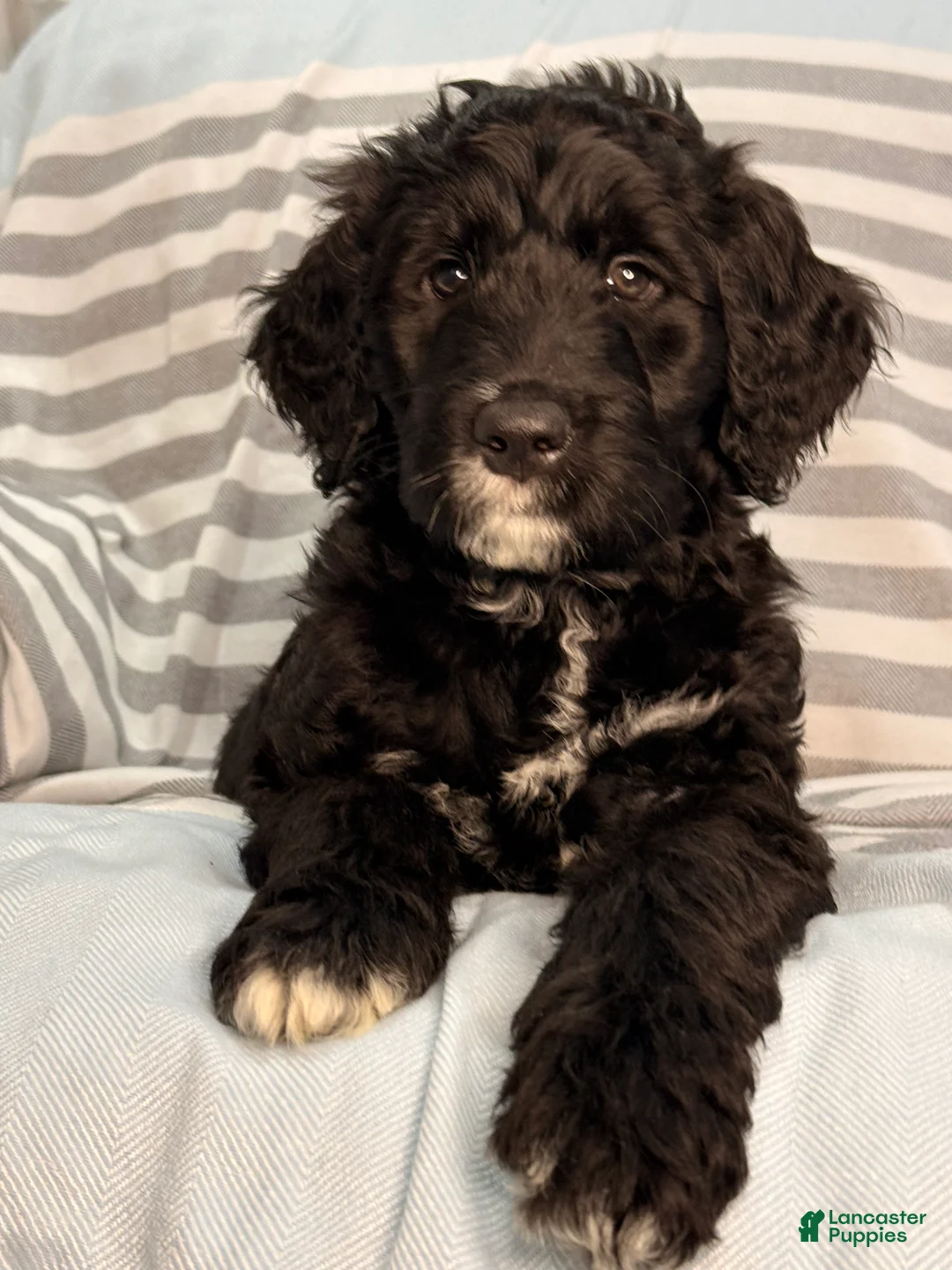 Mixed Breed dogs for sale: Orange - Ad 1