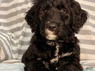 Mixed Breed dogs for sale: Orange - Ad 3