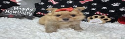 Pomeranian dogs for sale: Pomeranian Puppy 4 - Ad 2