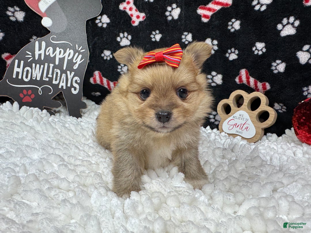 Pomeranian dogs for sale: Pomeranian Puppy 4 - Ad 2