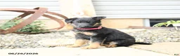 German Shepherd dogs for sale: Luna  - Ad 5