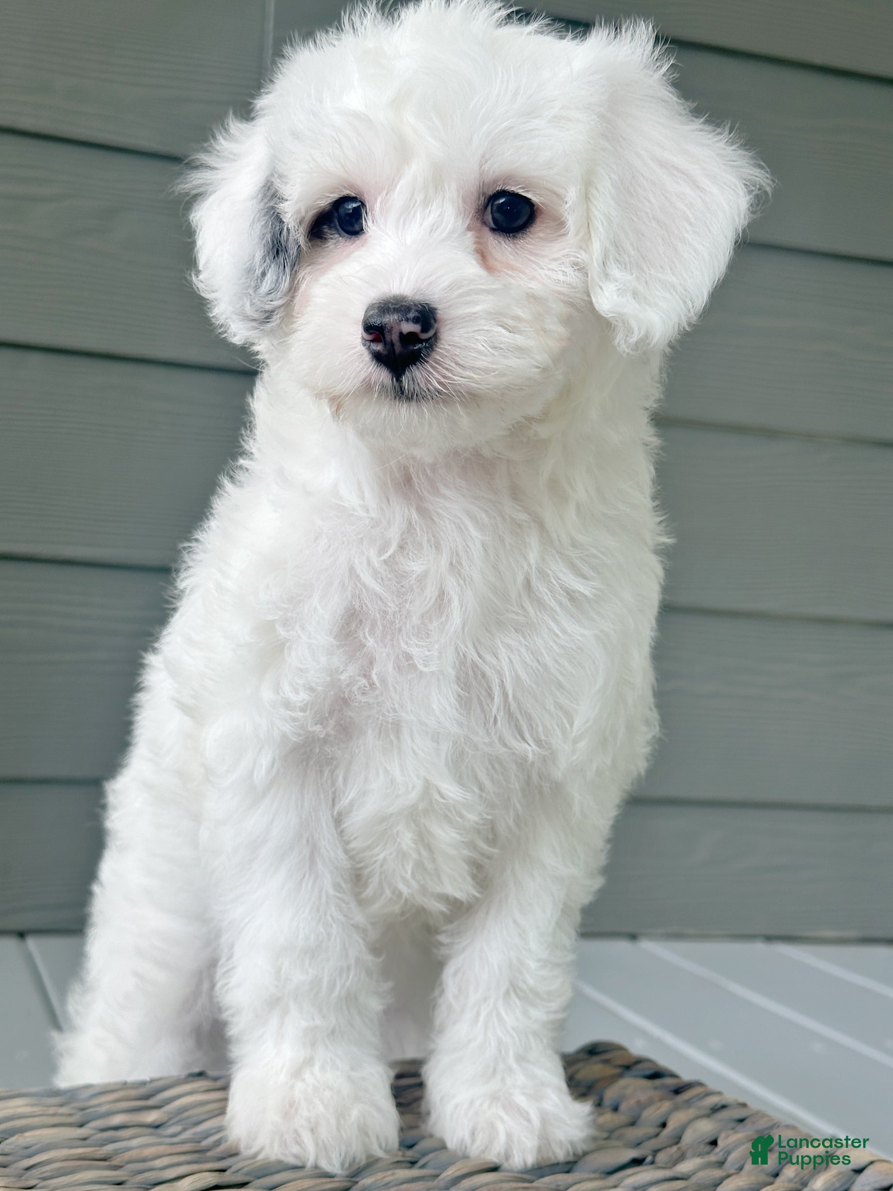 Mini Bernedoodle dogs ☀️ 🏄‍♀️ 🏖️ SUMMER 🏖️ 🏄‍♀️ ☀️  - Ad 1