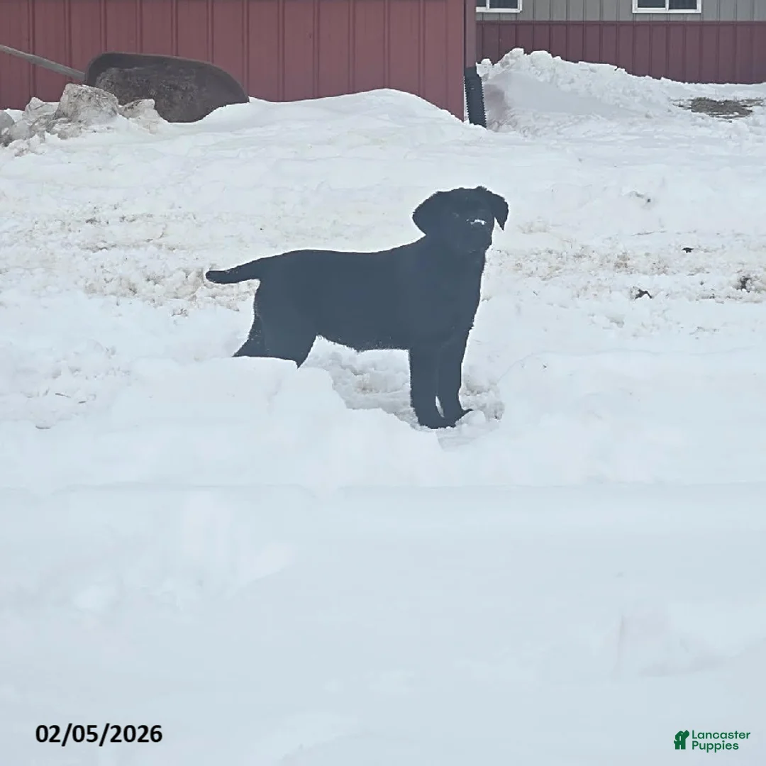 Labrador Retriever dogs for sale: Sherry - Ad 2