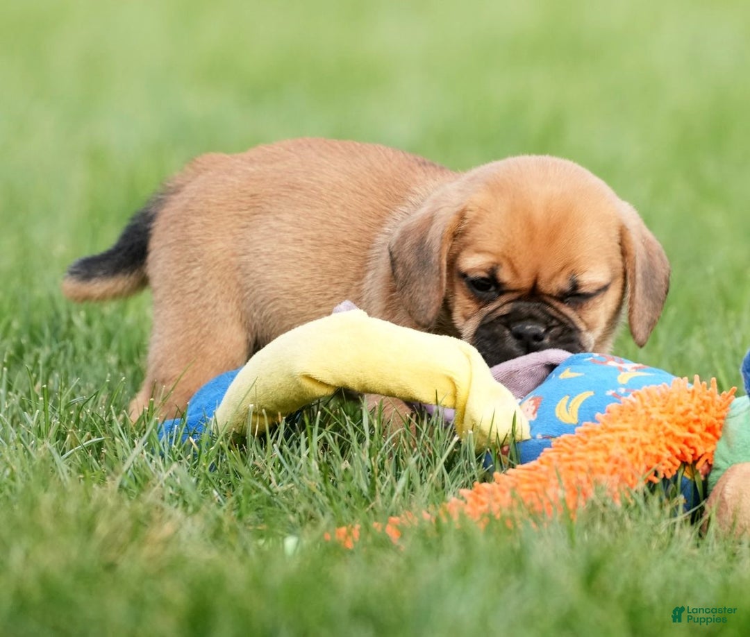 Puggle dogs for sale: Morgan - Ad 6