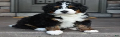 Jett