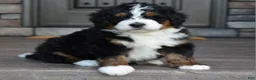 Mini Bernedoodle dogs for sale: Jett - Ad 1