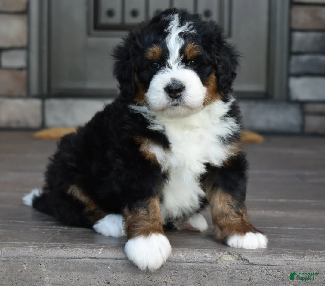 Mini Bernedoodle dogs for sale: Jett - Ad 1
