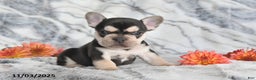 French Bulldog dogs for sale: Loni - Ad 6