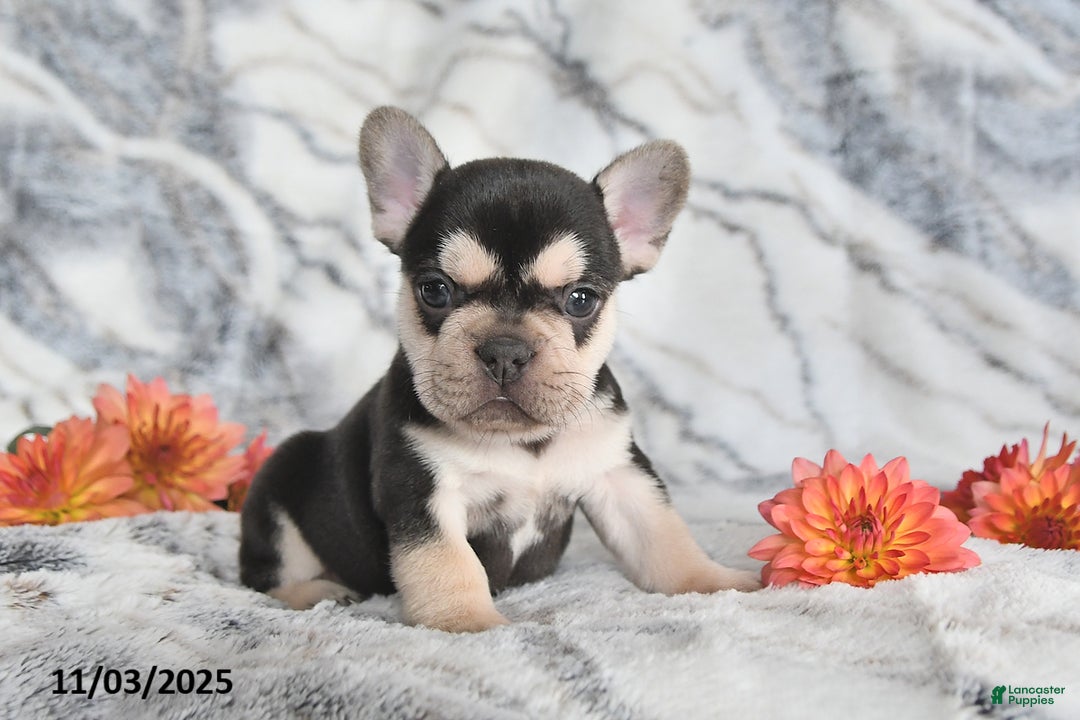 French Bulldog dogs for sale: Loni - Ad 6