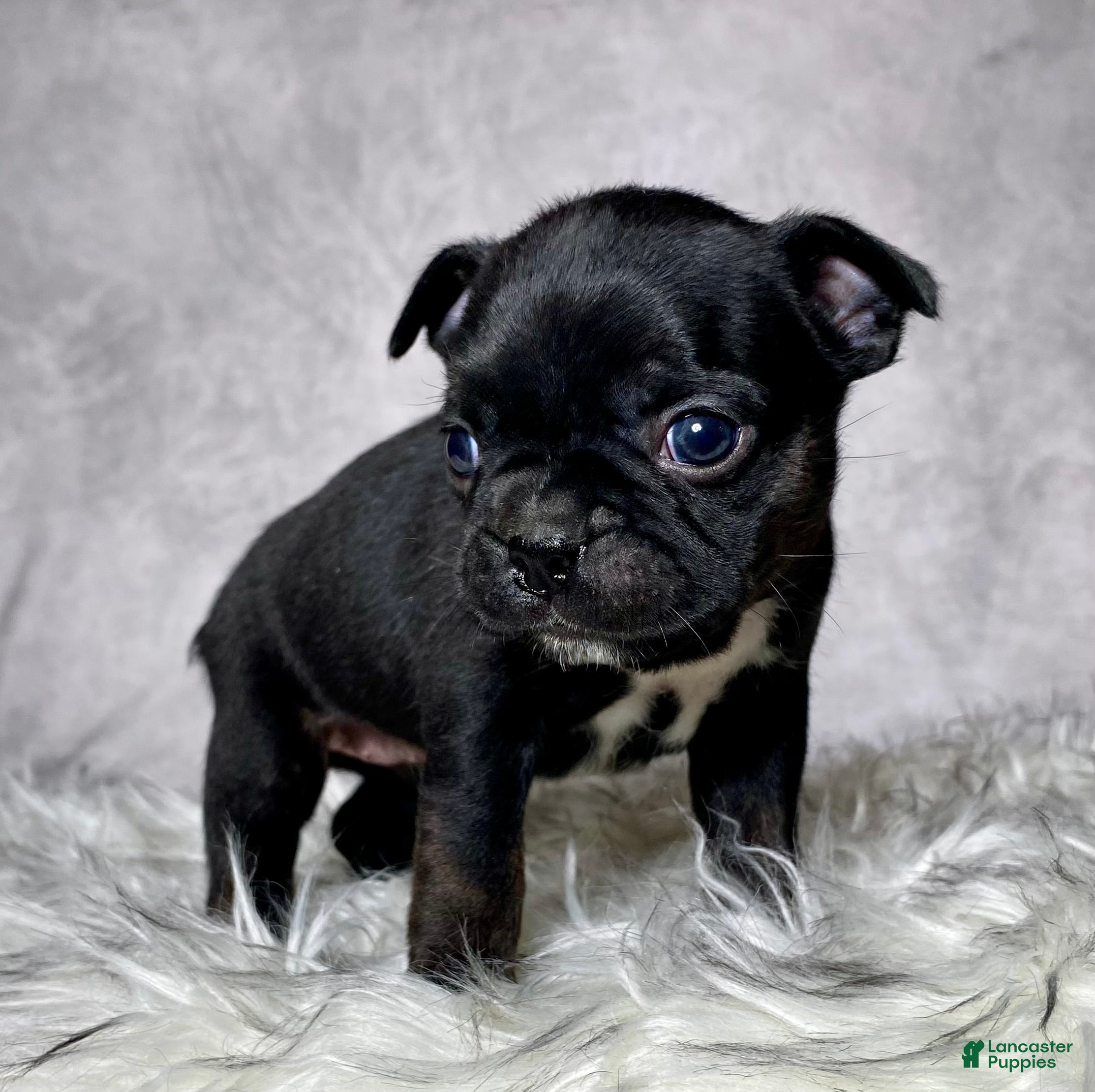 Mixed Breed dogs Miss Olive  - Ad 2