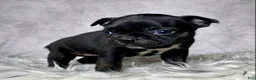 Mixed Breed dogs for sale: Miss Olive  - Ad 2