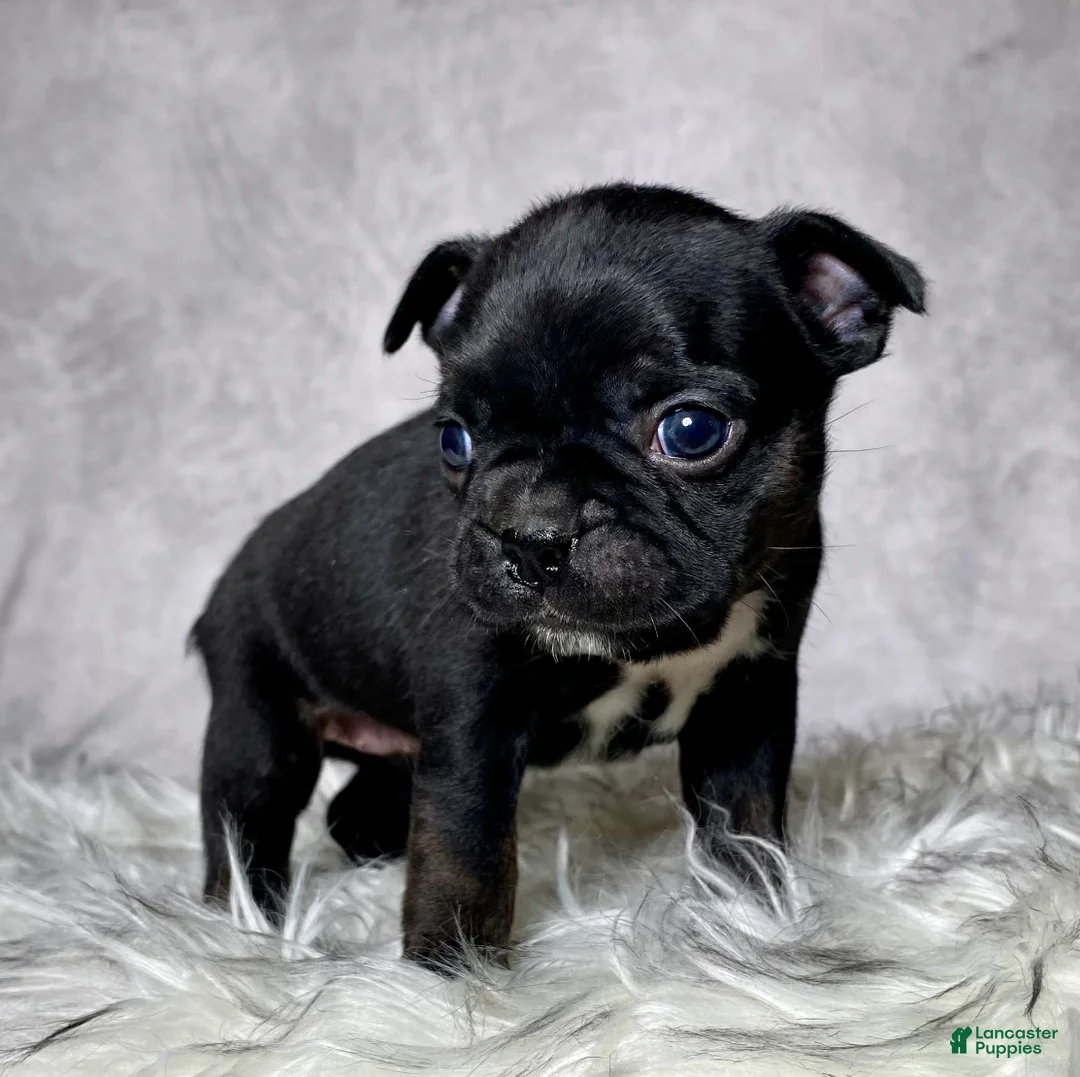 Mixed Breed dogs for sale: Miss Olive  - Ad 2