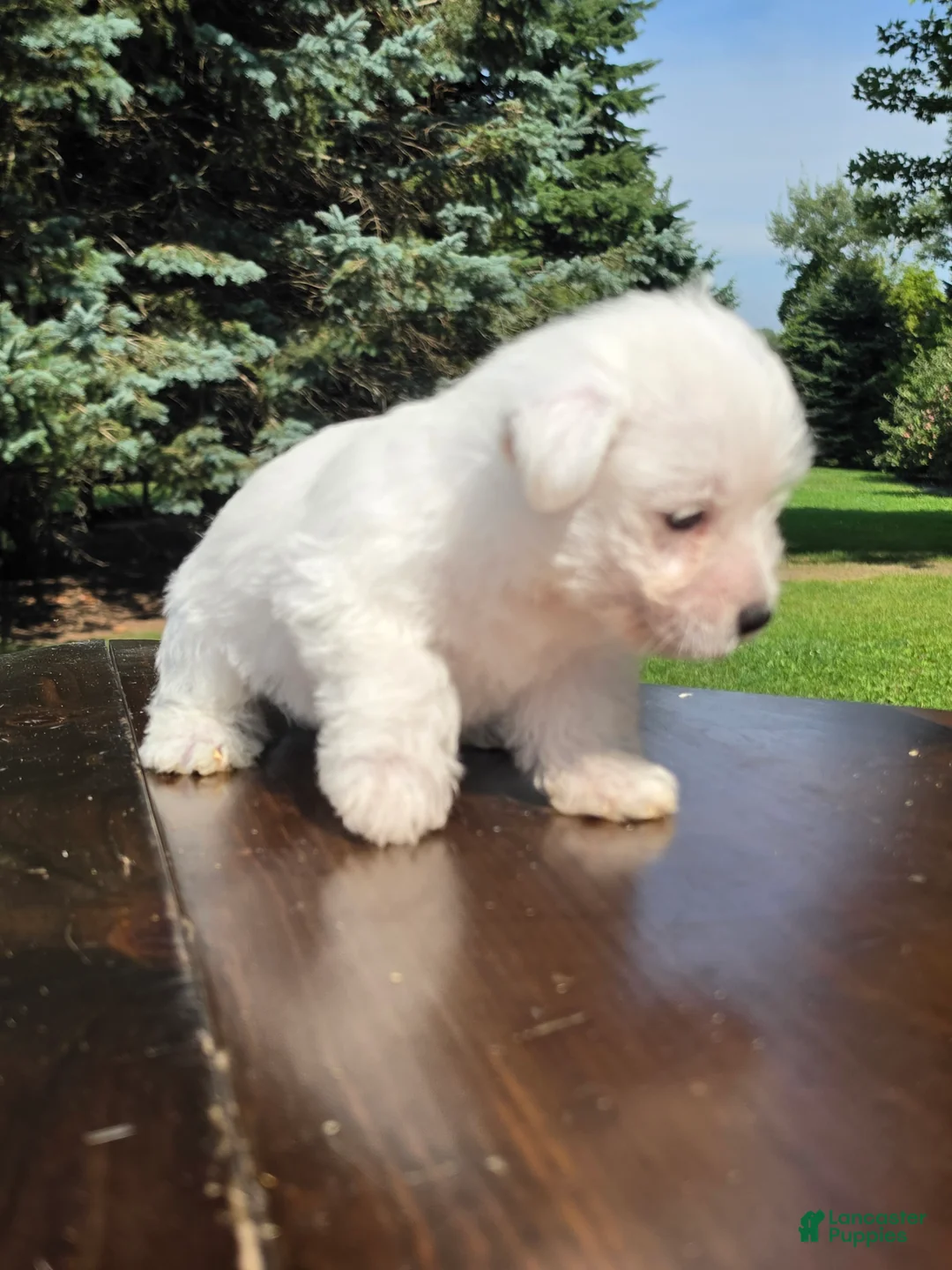 West Highland Terrier dogs for sale: West Highland Terrier Male 1 - Ad 2