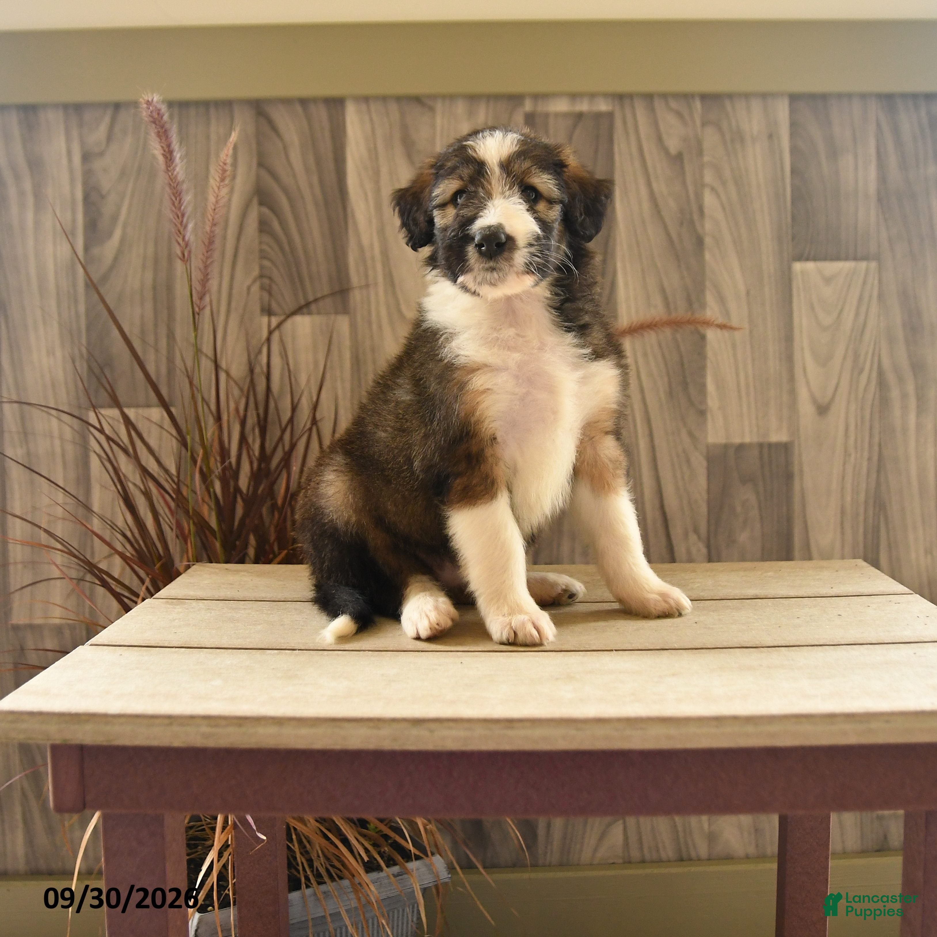 Mixed Breed dogs Precious Princess - Ad 1